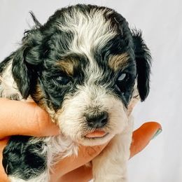 Cavapoos and Poodles from Poodles Plus