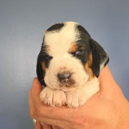 Charlie - Black and white male Basset Hound puppy in Bellaire, Ohio from Blessed Bassets