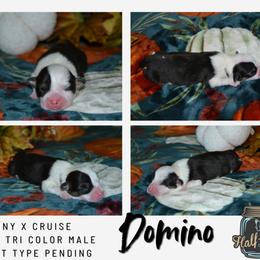 Domino - Black and tan male Pembroke Welsh Corgi puppy in Poteau, Oklahoma from Half-Pint Corgis