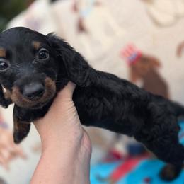 Black and tan brindle boy - Black and tan male Dachshund puppy in West Plains, Missouri from Spring Creek Dachshunds