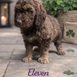 Eleven - Phantom female Bernedoodle puppy in Bennett, Colorado from Darling Paws, LLC
