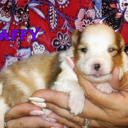 Taffy sable merle female - Sable merle and white female Shetland Sheepdog puppy in Frazeysburg, Ohio from Mountain High Kennels