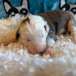 Topaz - Blue merle female Aussiedoodle puppy in Kensington, Ohio from Hickory Hideaway Doodles
