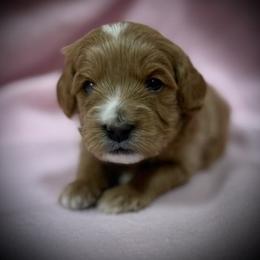 Brook - Apricot female Cavapoo puppy in North Branch, Minnesota from Rosie’s Pups MN