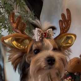 Check - Black tan and white male Biewer Terrier puppy in Rocklin, California from Precious Jewels Biewer Terriers