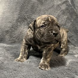 Purple Collar - Brindle female Boerboel puppy in Manitowoc, Wisconsin from Mae Boerboel