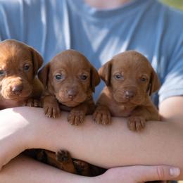 Zuma Girl 6 - Golden rust female Vizsla puppy in Greensburg, Kentucky from Nosam Kennels- Hungarian Vizslas, and German Shorthairs Located in Kentucky