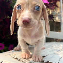 Chocolate based cream dapple piebald - Dapple male Dachshund puppy in Payette, Idaho from NT Mini Doxies