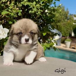 Garlic/GiGi - Pembroke Welsh Corgi puppy from Corgipuppystore