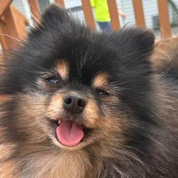 Rumbles, Rummy - Pomeranian