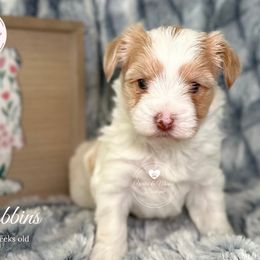 Morkie, Shorkie, and Yorkshire Terrier Puppies from Yorkie and Morkie Boutique