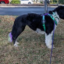 Risky - Portuguese Water Dog