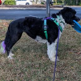 Risky - Portuguese Water Dog
