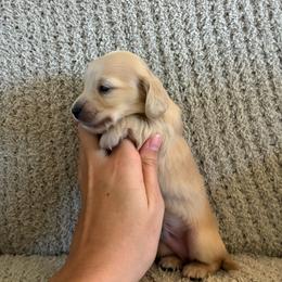 Sven - Cream male Dachshund puppy in Nacogdoches, Texas from Heavenly Dachshunds