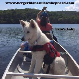 Berger Blanc Suisse and German Shepherd Puppies from Vom Hundhaus German Shepherds