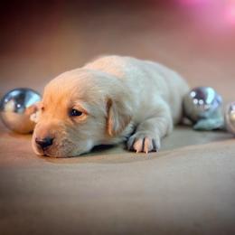 Prois - Yellow female Labrador Retriever puppy in Isle, Minnesota from Dog Ear Outfitters