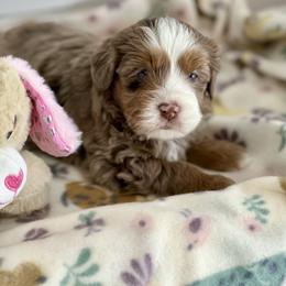 Bunny - Red merle female Aussiedoodle puppy in Charlestown, Indiana from Forever Aussies and A Doodle