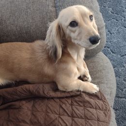 Sassy - Dachshund