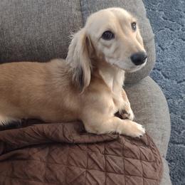Sassy - Dachshund