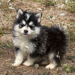 Max - Black and white male Pomsky puppy in Mc Minnville, Oregon from West Coast Pomskies