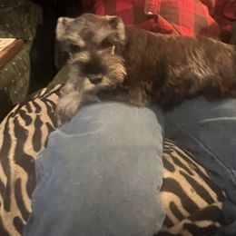 Miniature Schnauzer Puppies from Texas Schnauzers