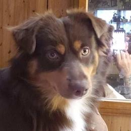 Katie - Miniature Australian Shepherd