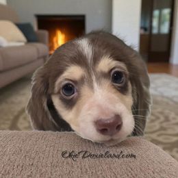 Lonzo - Chocolate and cream male Dachshund puppy in Oklahoma City, Oklahoma from OkieDoxieland Dachshunds