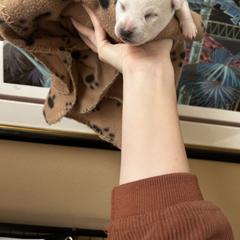 Alaskan Klee Kai Puppies from Kyrie Mulalley