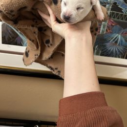 Alaskan Klee Kai Puppies from Kyrie Mulalley