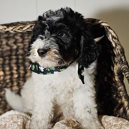 Halo Green Collar - Black and white male Bernedoodle puppy in Bonham, Texas from Happy Valley Puppies