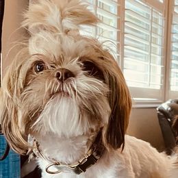 Peanut - Shih Tzu