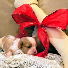 Cavalier King Charles Spaniel Puppies from Amber Field Cavaliers