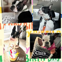 American Bully and Boston Terrier Puppies from Greenberg's Boston Terriers & Bullies of Metro Detroit