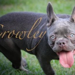 French Bulldogs from T-Lynn’s Bully’s aka TLB