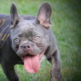 French Bulldogs from T-Lynn’s Bully’s aka TLB