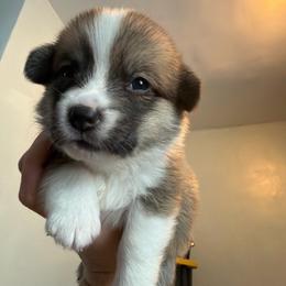 Lime Aqua - Red female Pembroke Welsh Corgi puppy in New York, New York from Ad Astra NYC