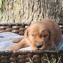 Cocoa - Golden Retriever puppy from Copperhead Creek Goldens