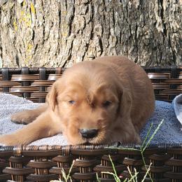 Cocoa - Golden Retriever puppy from Copperhead Creek Goldens