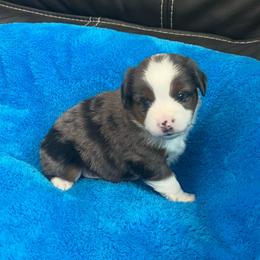 Jellybean - Blue merle male Toy Australian Shepherd puppy in Norco, California from River Springs Aussies
