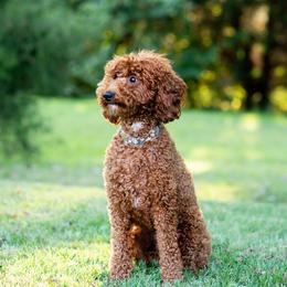 Poodles from Sweet Honey Moyen Poodles