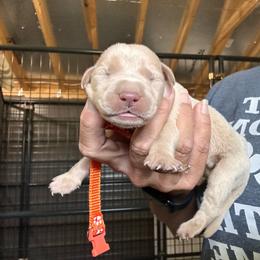 Orange - Yellow male Labrador Retriever puppy in Newton Grove, North Carolina from Wayalife Labradors & Gsp’s