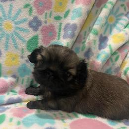 Noel - Gray female Pekingese puppy in Rochester Hills, Michigan from Dreamers Pekingese