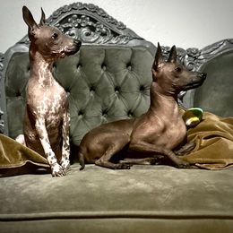Xoloitzcuintli puppies from Xolos Jazmin