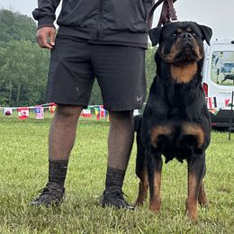 Rottweilers from House Of Vasquez Rottweilers