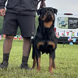 Rottweilers from House Of Vasquez Rottweilers