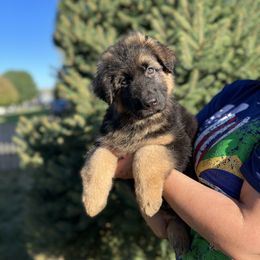 German Shepherd Puppies from Zwinger vom Schneider Wald