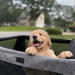 Golden Retriever Puppies from Revival Retrievers