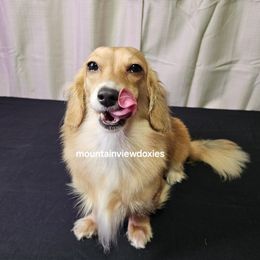 Radar - Dachshund