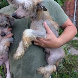DaoDog  Negroni  Newest Taste - Sable male Chinese Crested puppy in Highland Park, Michigan from Family Kennel Dao Dog