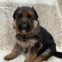 Vixen - Black and red female German Shepherd puppy in Graham, Washington from Wildeflecken Shepherds